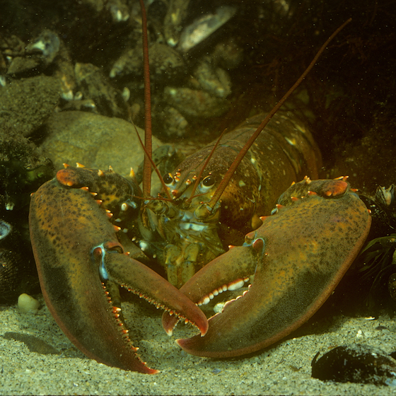 The largest crustaceans are decapods (including the American lobster).