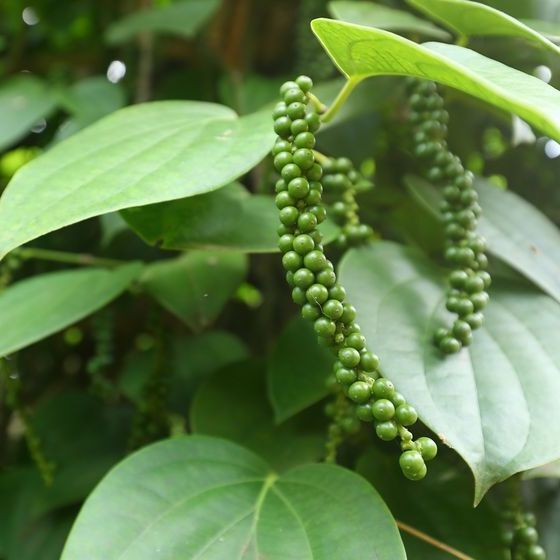 The black pepper plant is a climbing vine.