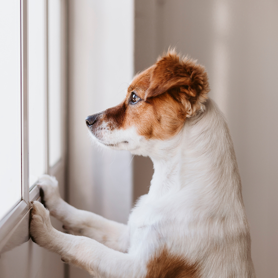 Dogs know how long you’ve been gone, which is why they get excited to see you when you get home after a vacation.