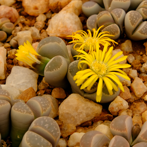 The leaves of the Lithops sp. resemble stones.