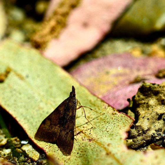 Moths have the best hearing of any animal or insect in the world.