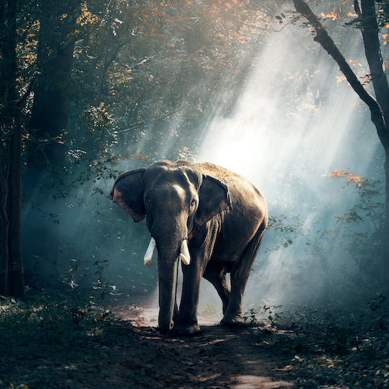 L’éléphant de forêt est l’une des sous-espèces de l’éléphant d’Asie.