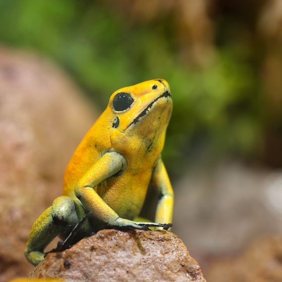 Le kokoï de Colombie contient suffisamment de poison pour tuer dix personnes.