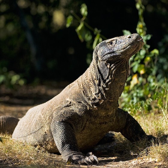 A female Komodo dragon can reproduce without the help of a male.