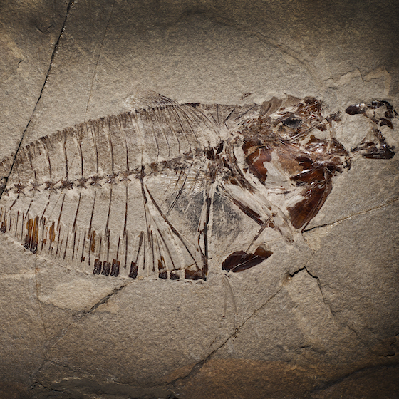 Sea creature fossils have been found at the top of Mount Everest.