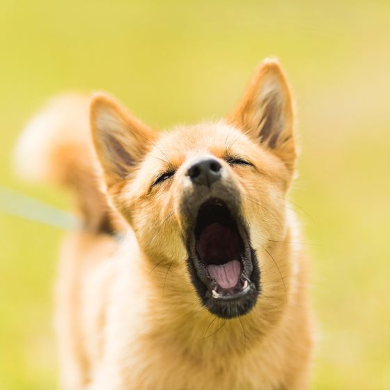 La législation britannique interdit aux chauffeurs de taxi de prendre à bord un chien enragé.