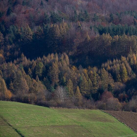 There are 10 extant families of conifers.