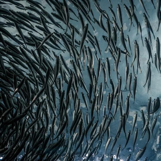 Un groupement de poissons de la même espèce est appelé « banc ».