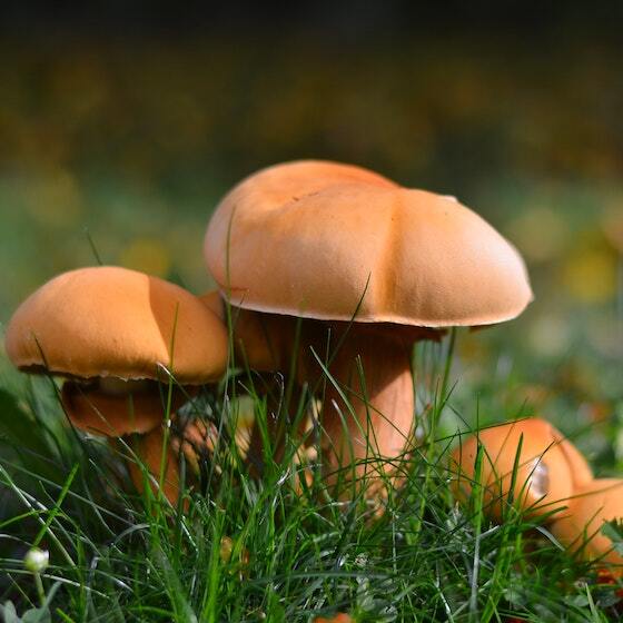 Mushrooms use photosynthesis.