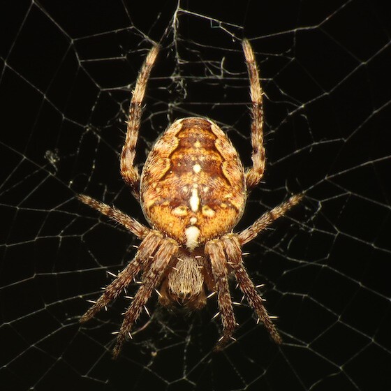 A spider’s body has 3 distinct parts: the abdomen, the thorax and the head. 