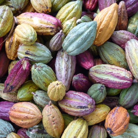 A cocoa pod, the fruit of a cacao tree, contains an average of 100 to 120 seeds.