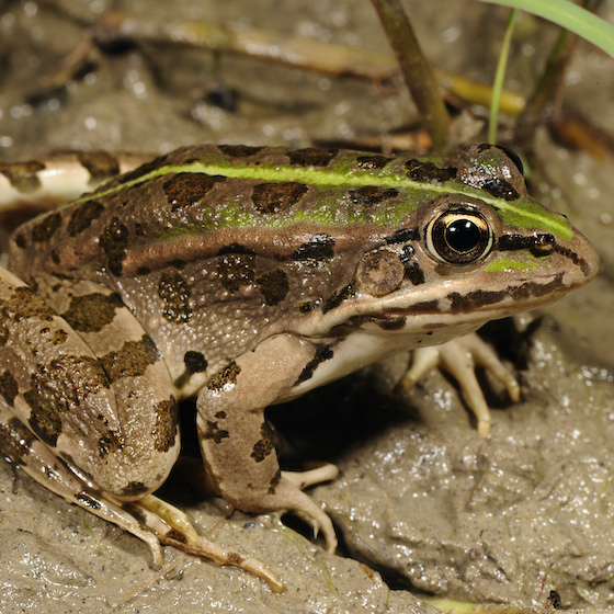Les grenouilles n’ont pas de poumons.