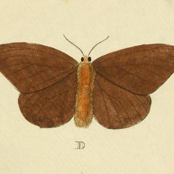 The ashen moth can cause moth dermatitis in humans.