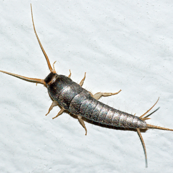 Silverfish (fish moths) can live up to 2 years.