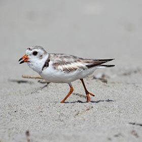 The piping plover is an actor.