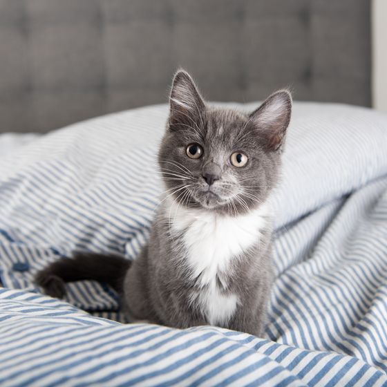 L’épithète de cette phrase est « gris » : « Ce chat gris est bien gentil. »