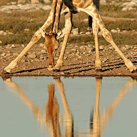 It’s dangerous for a giraffe to drink water.
