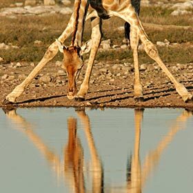 Boire de l’eau est dangereux pour la girafe.