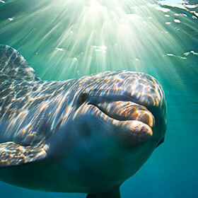 Sharks and dolphins are related.