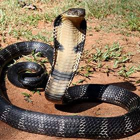 Le cobra royal est le plus long serpent venimeux.