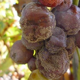 La pourriture noble est un champignon utile au vin.