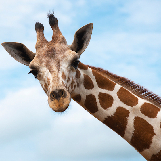 Giraffes sleep up to 22 hours per day, most of it with their heads on their rump.