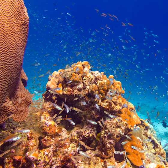 We don’t derive any mineral resources from the seabed.