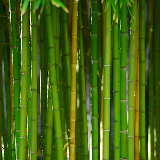 Some bamboo can grow to heights of up to 10 metres (33 feet).