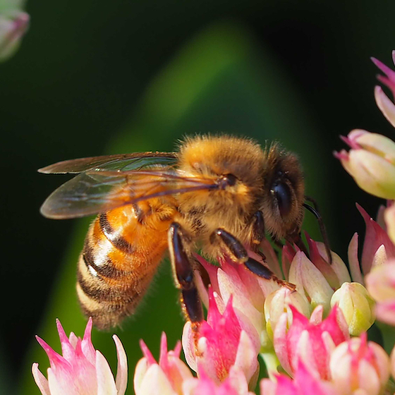 The queen bee is the only prominent bee in a hive.