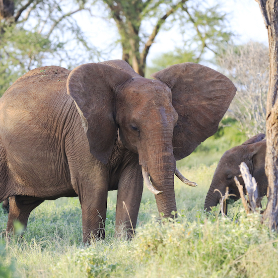 Only some male Asian elephants have tusks.