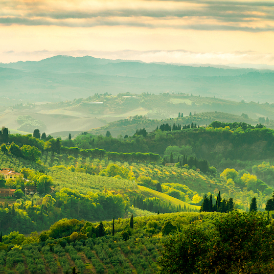 La majeure partie de la production d’olive en Italie se fait en Toscane.