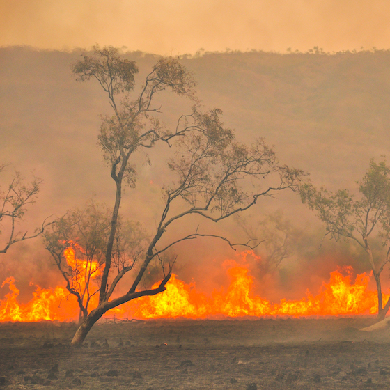 En Australie, les feux de brousse du vendredi noir de 1939 ont détruit 2 millions d’hectares de forêt et de nombreuses villes.