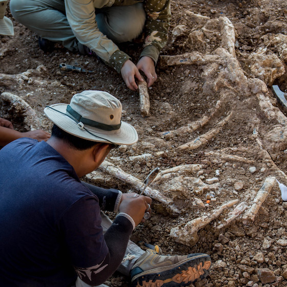 Archaeologists study fossils.