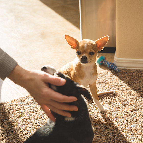 When your pet tries to stop you from playing with another pup, they’re actually jealous.
