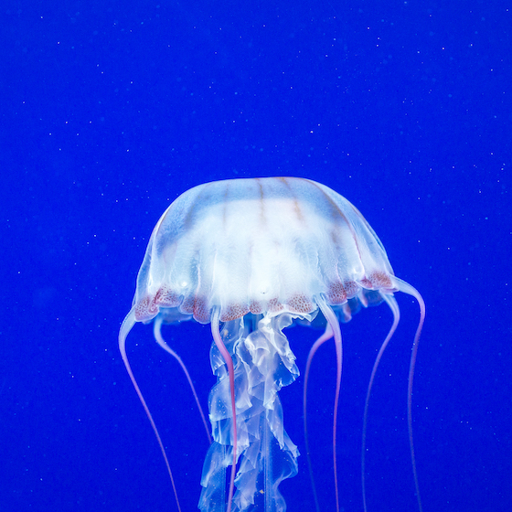 The box jellyfish is the least venomous of the jellyfish family.