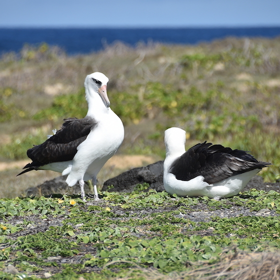 Female albatrosses of Hawaii mate for life, but not always with the partner who impregnates them.