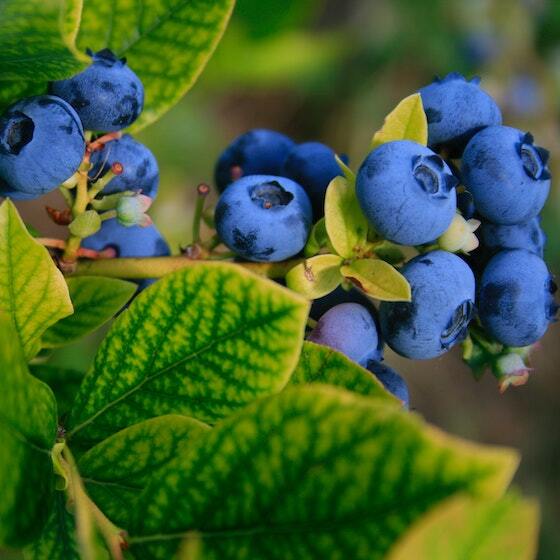 Without bees, the world's production of fruit, like blueberries and cherries, would drop drastically.