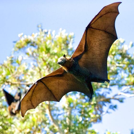 Il existe environ 1 400 espèces de chauves-souris dans le monde.