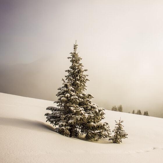 Tous les conifères conservent leurs aiguilles à l’approche de l’hiver.