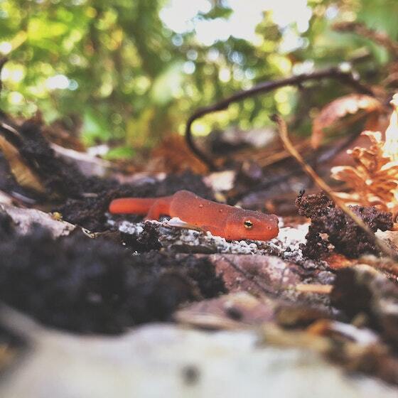 Salamanders develop claws only as adults.
