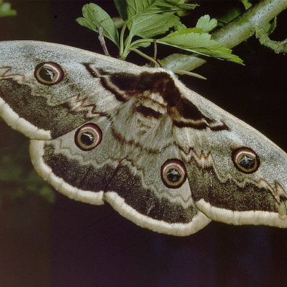Only moths have antennae with small knobs at the ends called clubs.