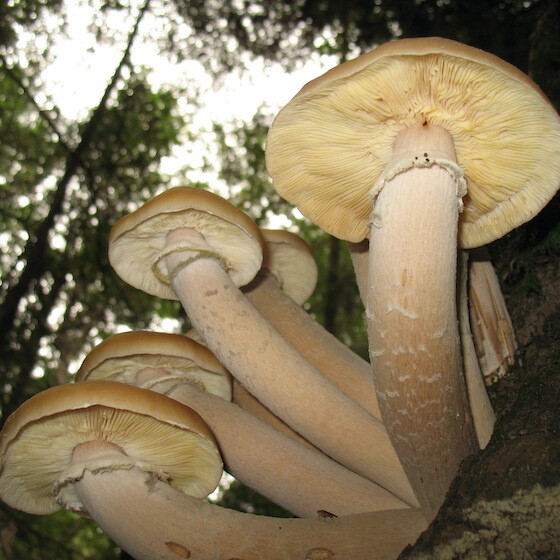 According to Guinness World Records, a specimen of honey mushroom is the largest living organism in the world.