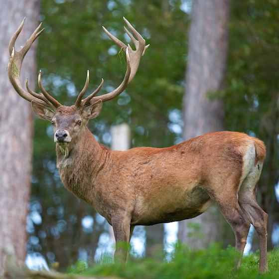 The red deer has a deeper bellow than that of the North American elk.
