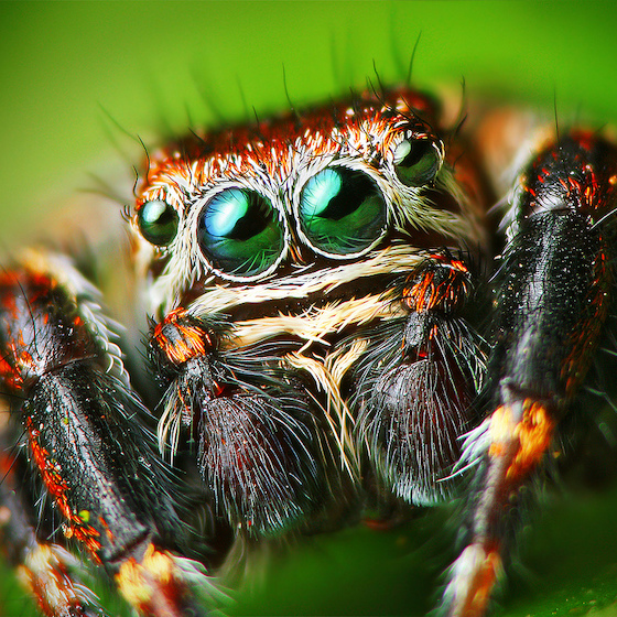 A spider’s eyes are called trichobothria.