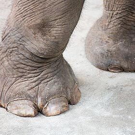 L’éléphant peut entendre avec ses pattes.