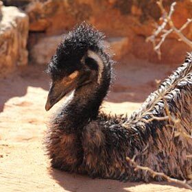 During brooding, the emu sleeps a lot.