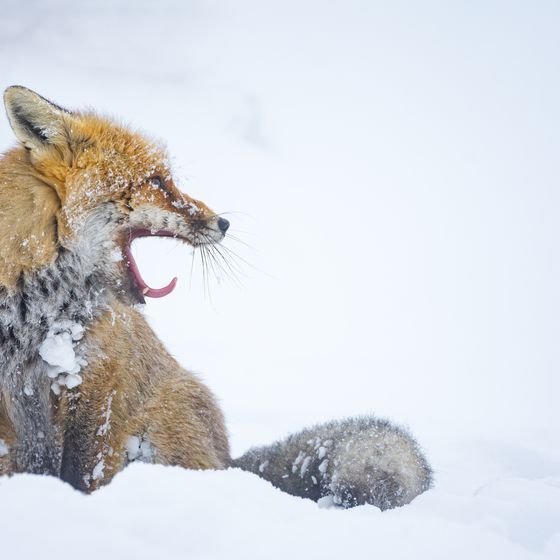 Le Canada n’abrite que deux espèces de renards, le renard roux et le renard arctique. 