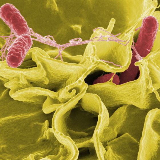 Coronaviruses are about 20 times smaller than salmonella bacteria.