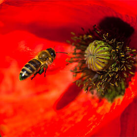 A bee is attracted to the colour red in flowers.