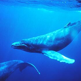 When diving, whales accelerate their heart rate to warm up.